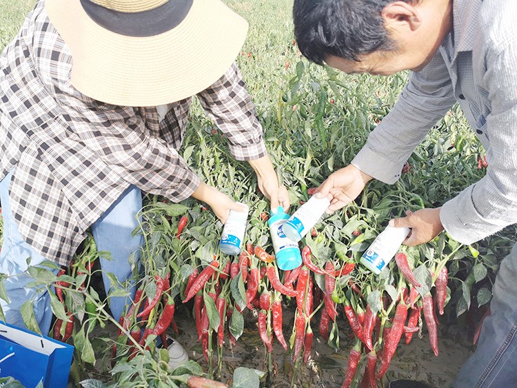 進(jìn)口水溶肥哪個(gè)牌子好？