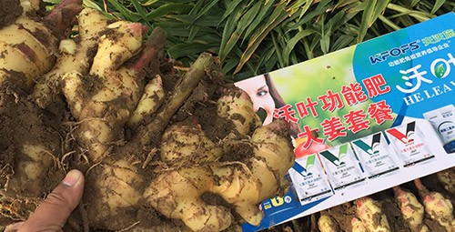 進口水溶肥還不知道沃葉？虧大了！