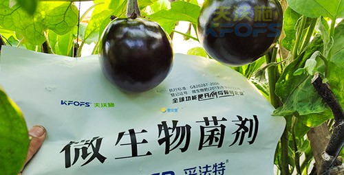 進口水溶肥蔬菜上怎么用效果好？