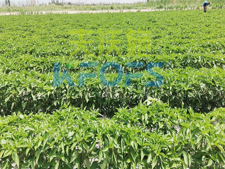 鋅肥是什么肥料？辣椒用有什么好處？