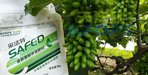 葡萄水溶肥品牌哪個(gè)好？案例告訴你！