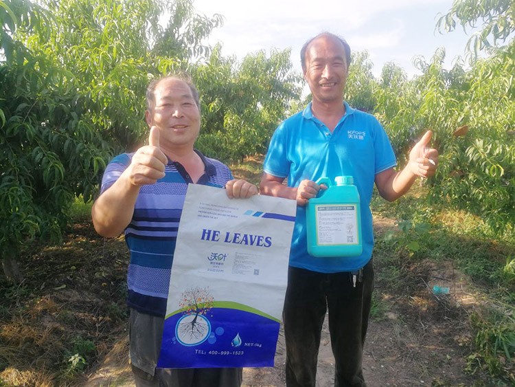 桃樹根腐不可怕，怕的是不用水溶肥治療！