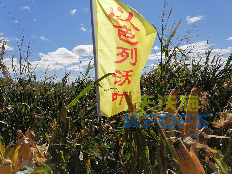 玉米打什么葉面肥增產？解你所惑！