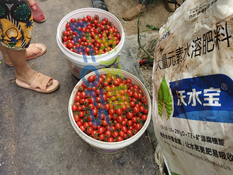 這款大量元素水溶肥，看完為何都很心動(dòng)？