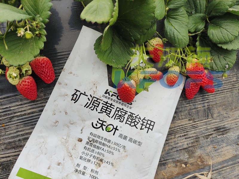 水溶肥廠家，為什么種植戶都信賴夫沃施？