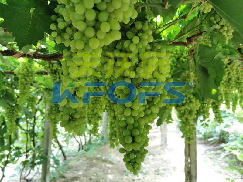 磷酸二氫鉀什么牌子是正宗的？