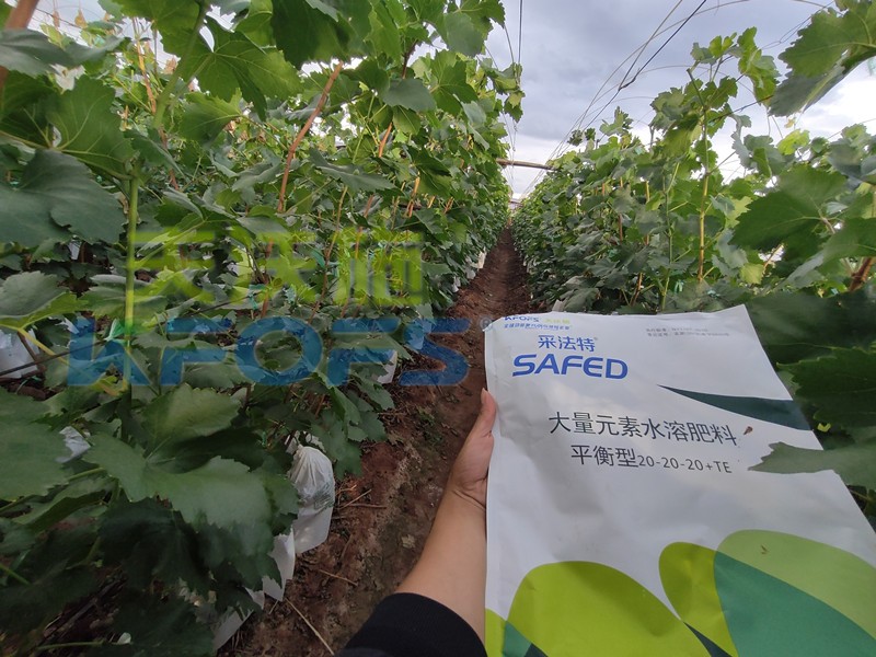 如何選擇靠譜的水溶肥廠家？很重要！