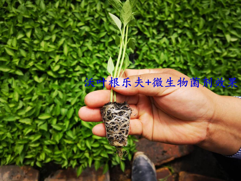 生根劑的正確的使用方法，看這篇就夠了！