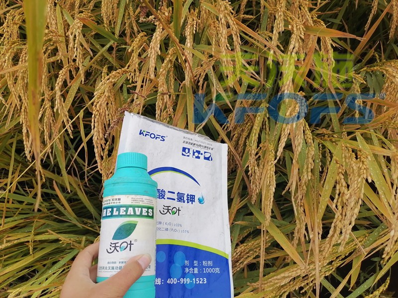 磷酸二氫鉀的用途真大，這三條必看！