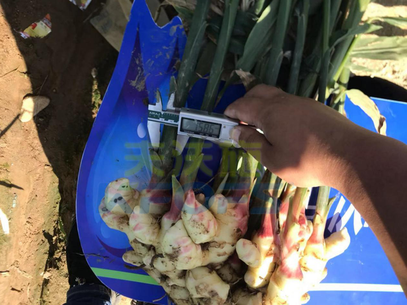 生根劑有毒有害嗎？哪個牌子好？