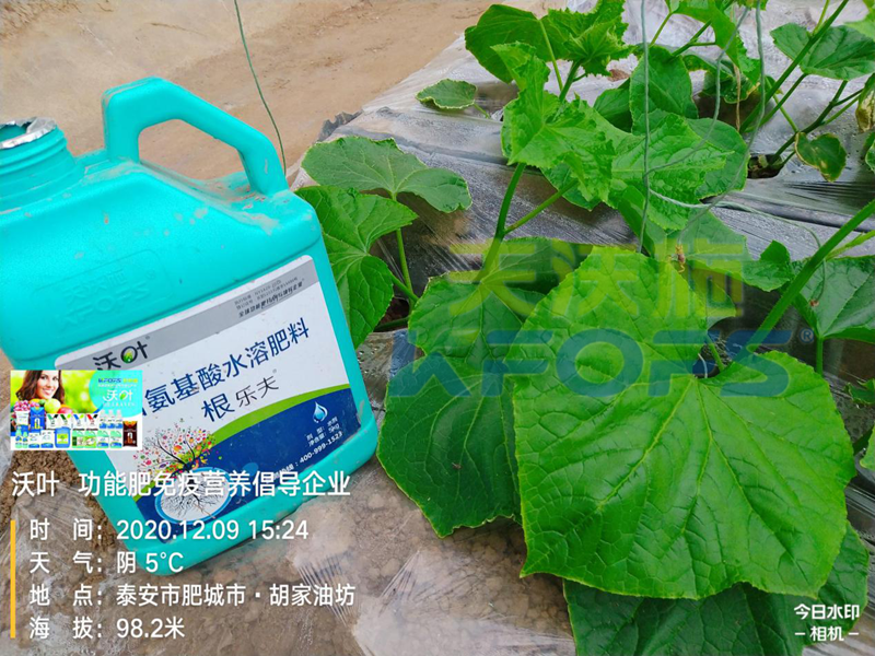 生根劑-黃瓜用沃葉根樂(lè)夫生根劑效果.png