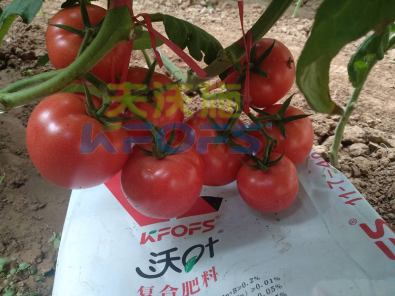 蔬菜使用水溶肥能提前上市？用對(duì)肥很重要