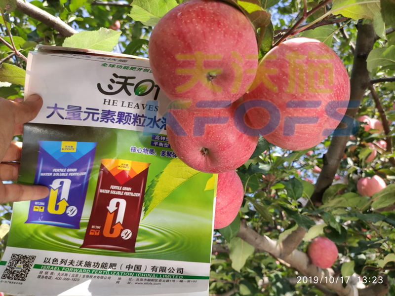 顆粒水溶肥-蘋(píng)果用沃葉顆粒肥效果1.png