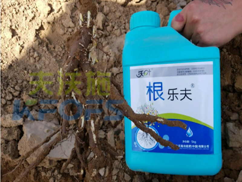 水溶肥越來越難做，他竟然能如此輕松？讓我們一探究竟！