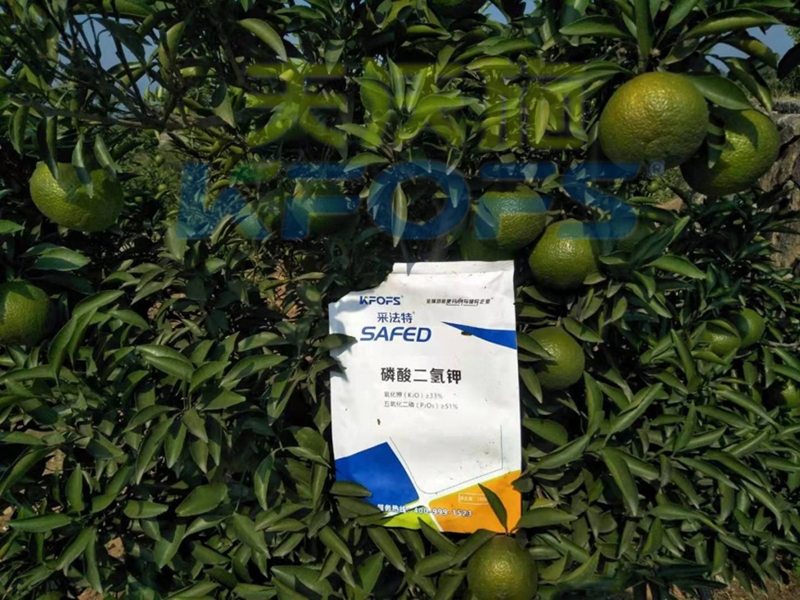 采法特水溶肥教你，冬季如何防治果樹凍害