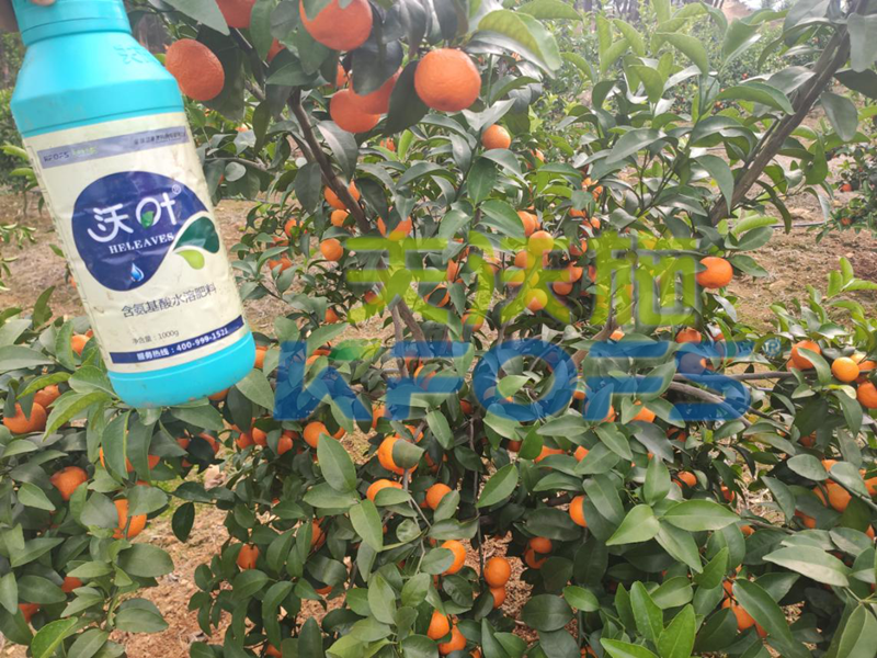 水溶肥-砂糖橘使用沃葉水溶肥效果1.png