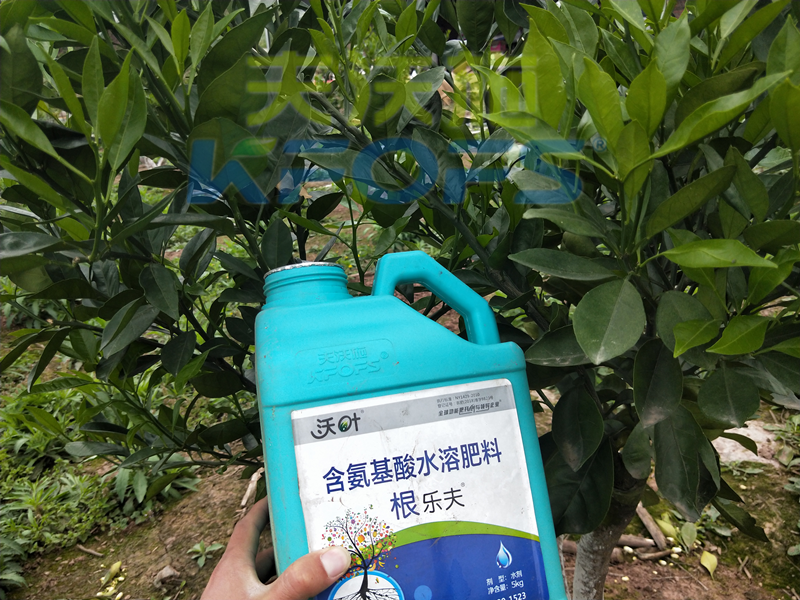 生根劑-愛(ài)媛用沃葉根樂(lè)夫生根劑效果.png