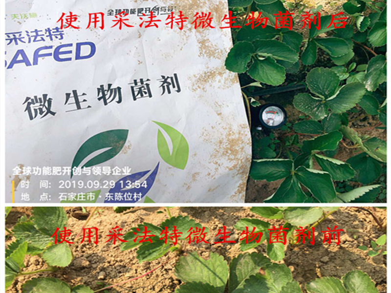 微生物菌劑-草莓使用菌劑前后對(duì)比.png