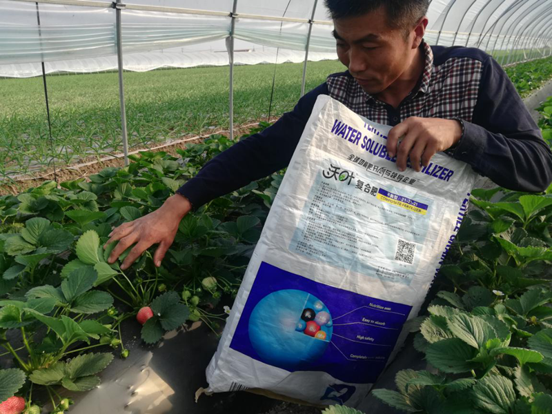 草莓用什么肥料好？沃葉水溶肥怎么樣？