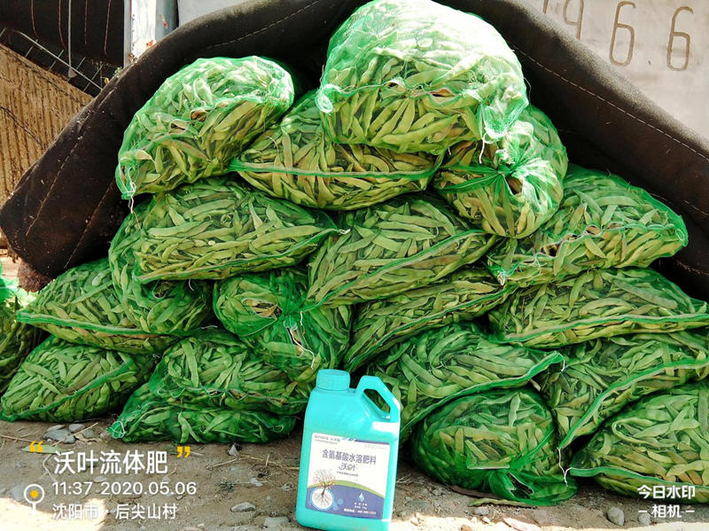 豆角用什么肥料產(chǎn)量高？想知道嗎？