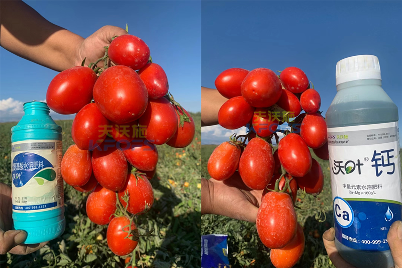 西紅柿水溶肥怎么用？哪家的好？