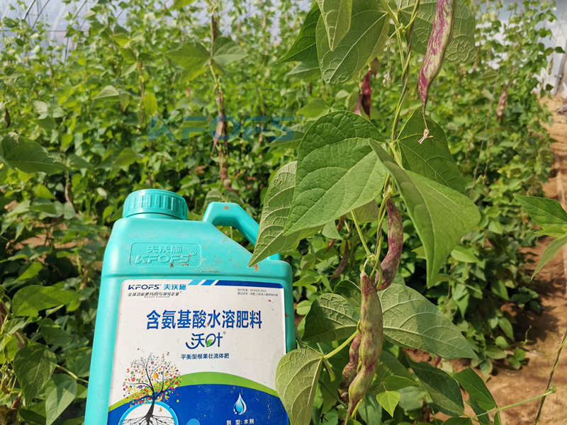 豆角追肥用什么肥料好？楊總很有發(fā)言權(quán)！