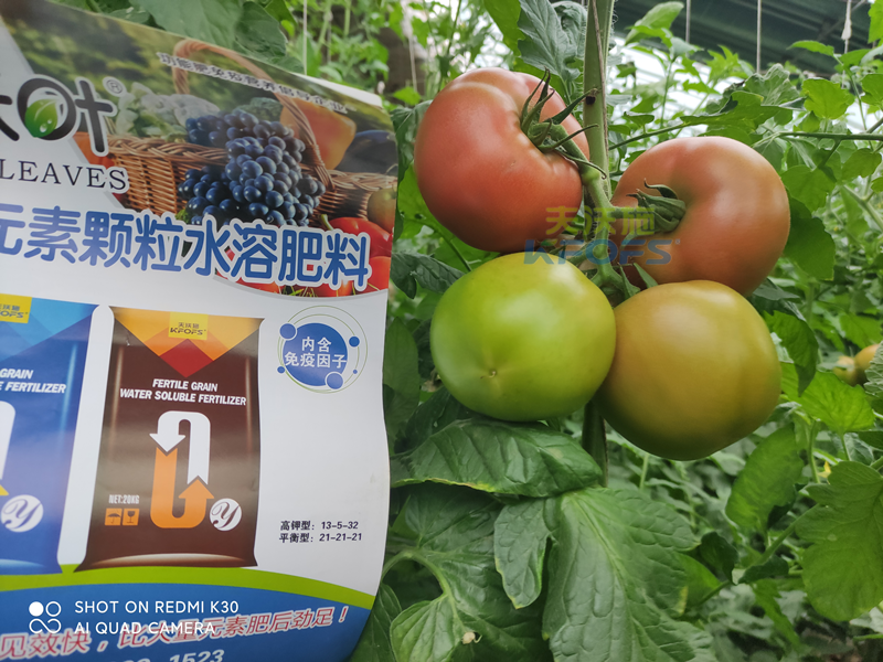 西紅柿果實(shí)膨大快用什么肥料？且聽種植者怎么說(shuō)！
