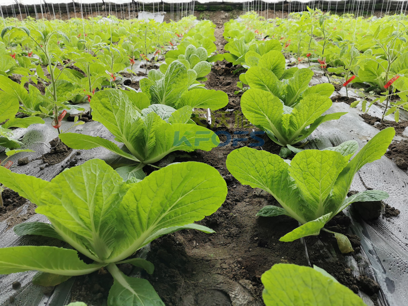 白菜施肥用什么肥料？種植大戶的經(jīng)驗(yàn)！