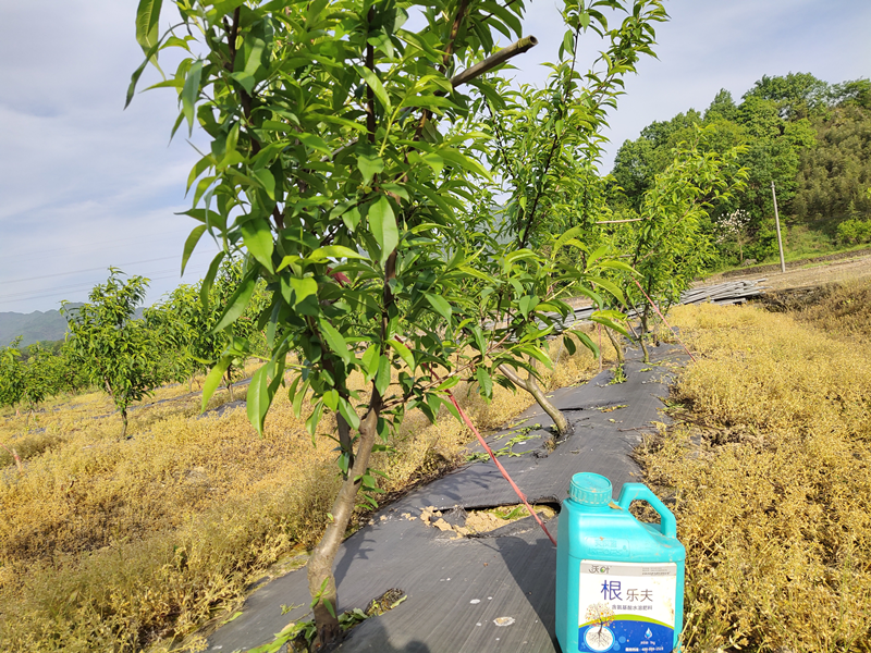 生根劑-桃樹用沃葉根樂夫生根劑效果1.png