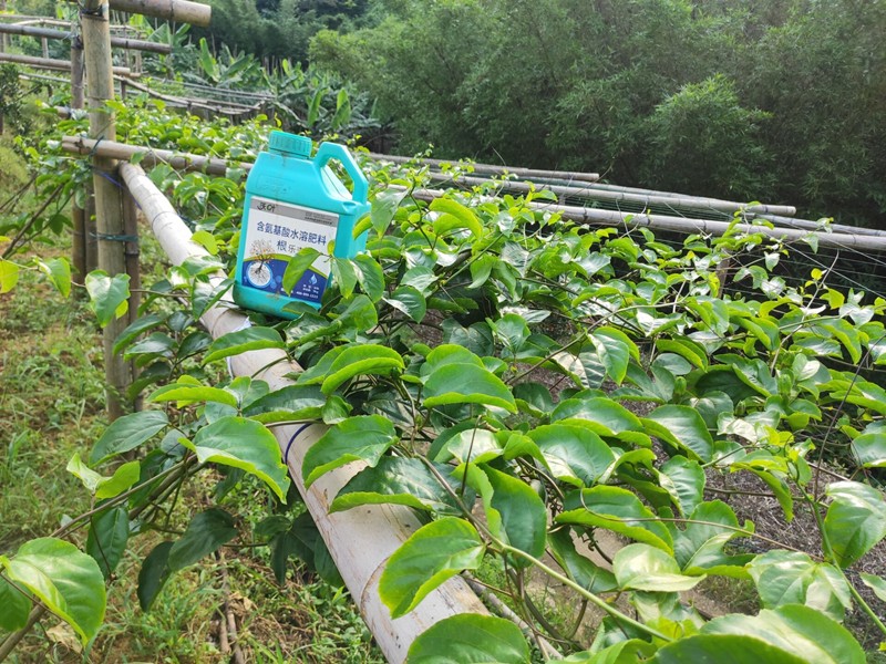 生根劑-百香果用沃葉根樂(lè)夫生根劑效果.jpg