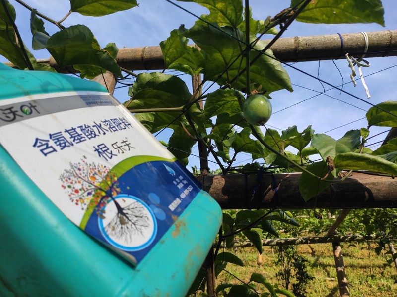 生根劑-百香果用沃葉根樂(lè)夫生根劑效果1.jpg