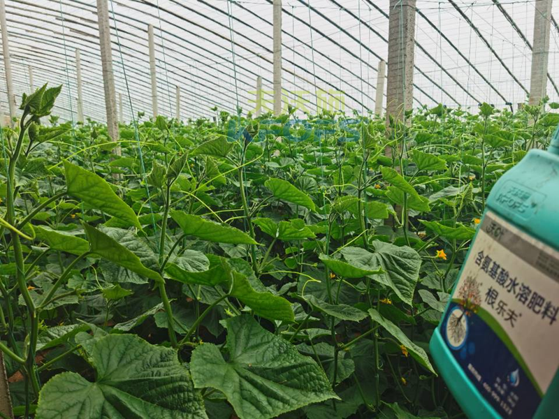 水溶肥調(diào)理黃瓜莖桿細(xì)弱，抓好這兩個(gè)時(shí)期！