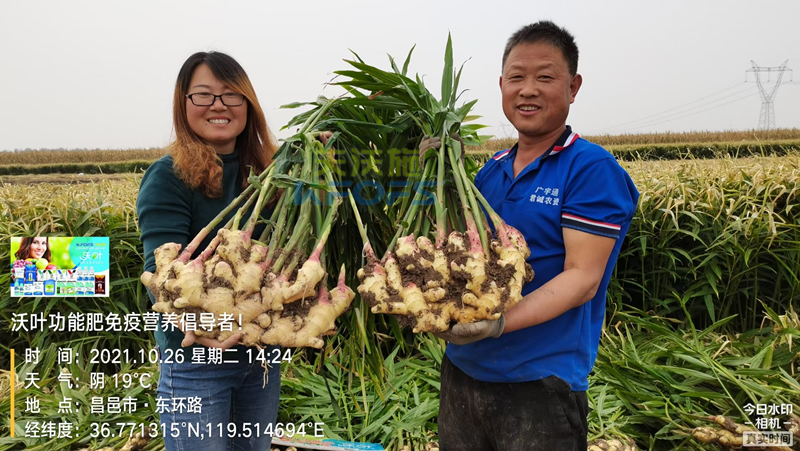 種大姜用什么肥料好？姜農(nóng)區(qū)都愛用沃葉！