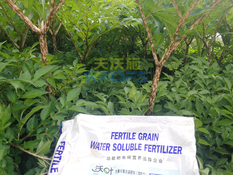 顆粒水溶肥，為何杜總只認(rèn)可這款！