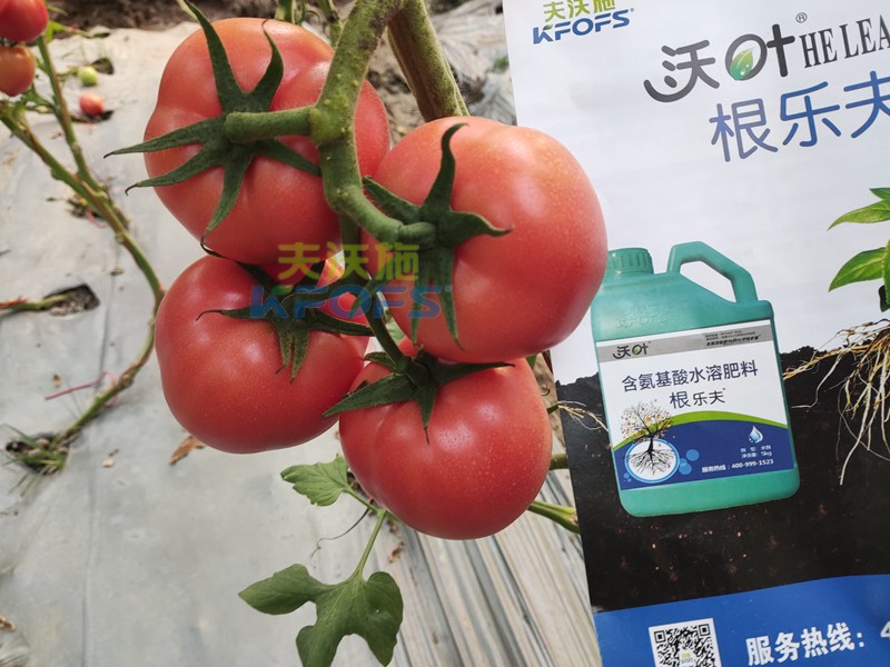 夫沃施水溶肥怎么樣？馮總告訴你答案