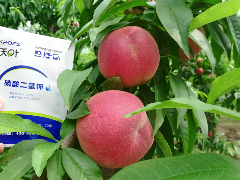 桃樹施什么肥料好？李大哥對比案例！