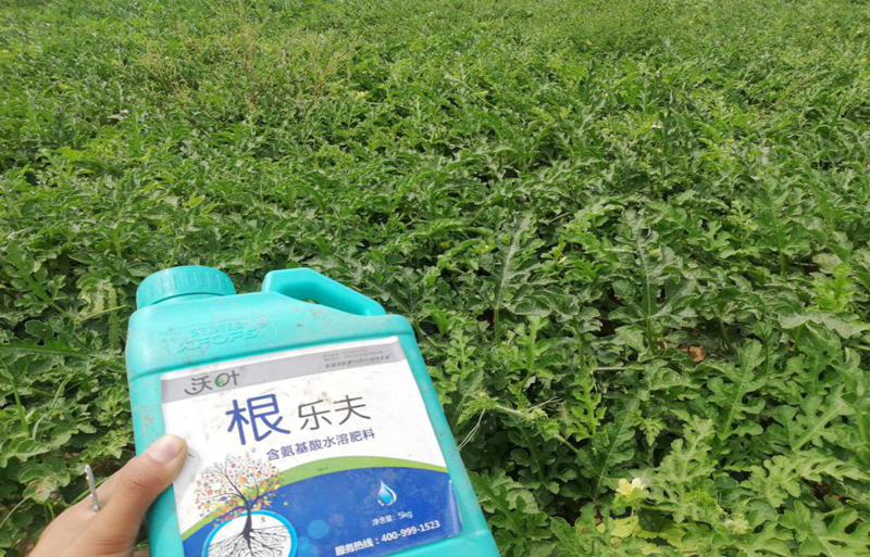 生根劑-西瓜用沃葉根樂(lè)夫生根劑效果.png