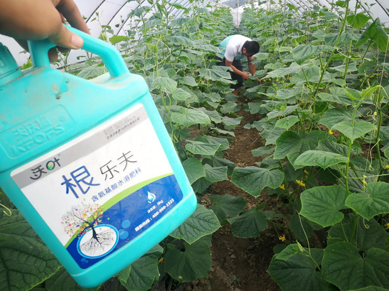 生根劑-黃瓜用沃葉根樂(lè)夫效果.png