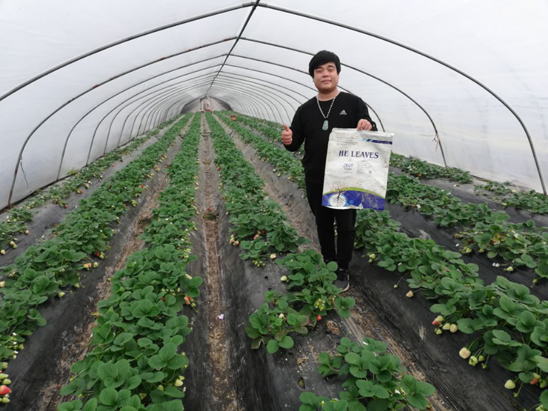論水溶肥在農(nóng)業(yè)生產(chǎn)過程中的主導地位！