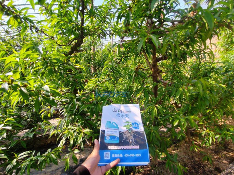 水溶肥怎么選？張總來給你支招