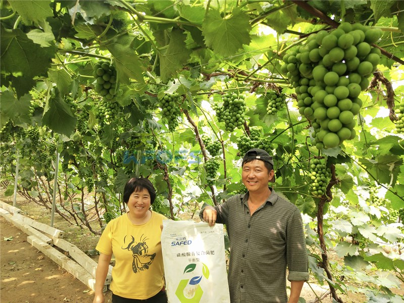 水溶肥-葡萄用采法特水溶肥效果.jpg