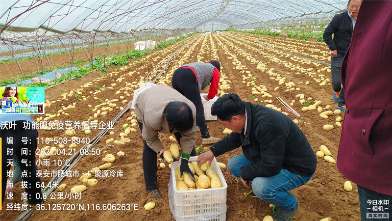 礦源黃腐酸鉀，改良土壤的好幫手