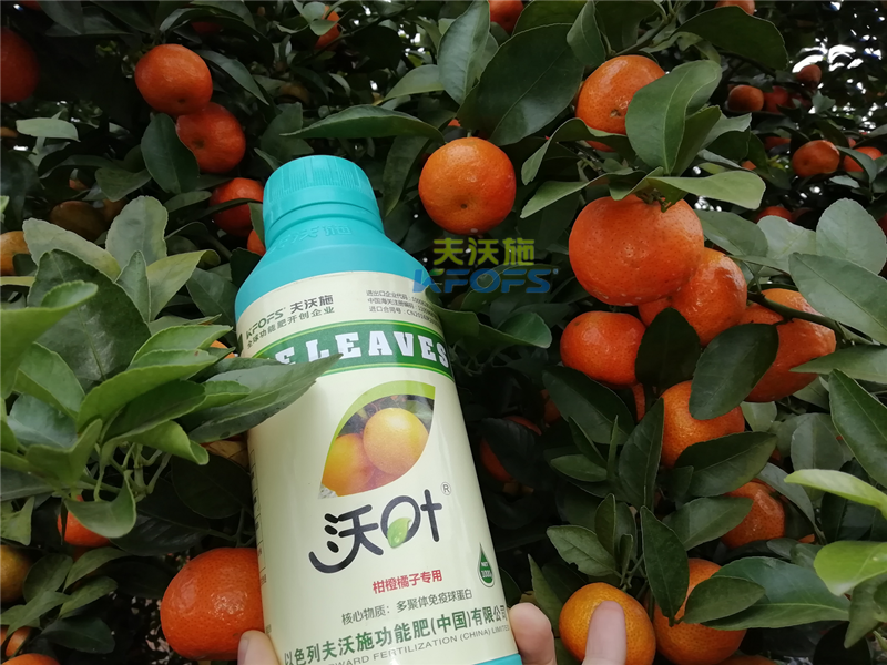 如何施肥提高柑橘產(chǎn)量，柑橘施肥技巧