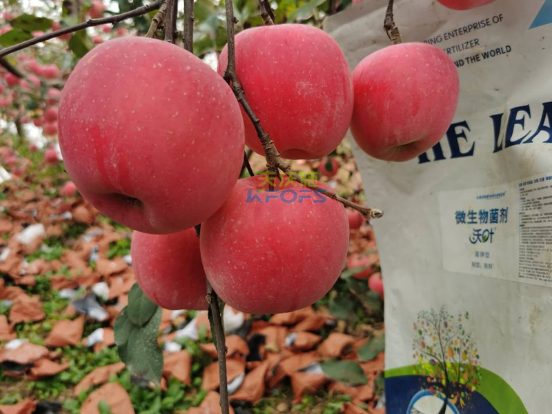 如何施肥讓果實(shí)快速膨大-沃葉菌劑蘋果.png