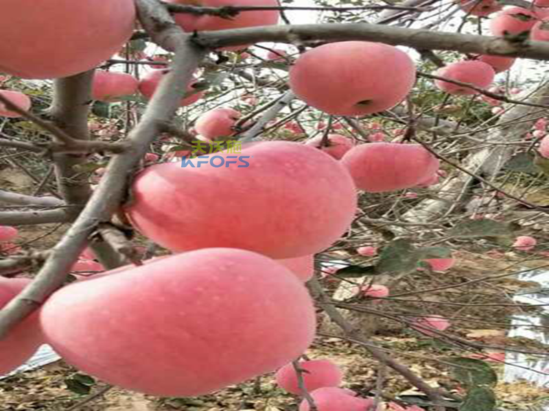 生物菌肥哪種好？