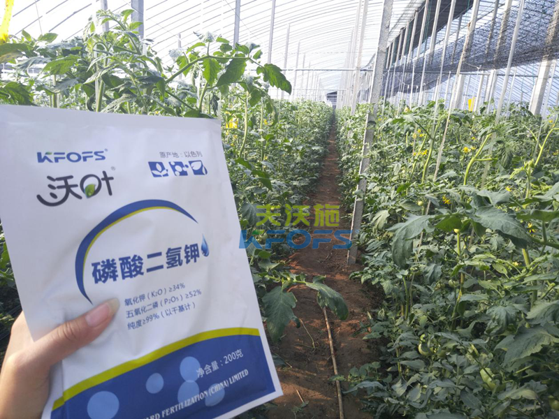 番茄葉面肥的使用技巧！