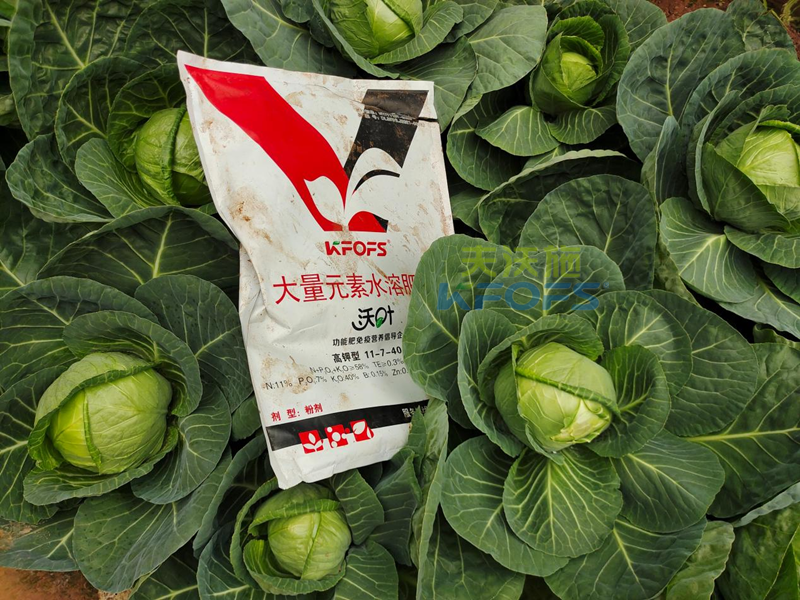 水溶肥幾天見(jiàn)效？