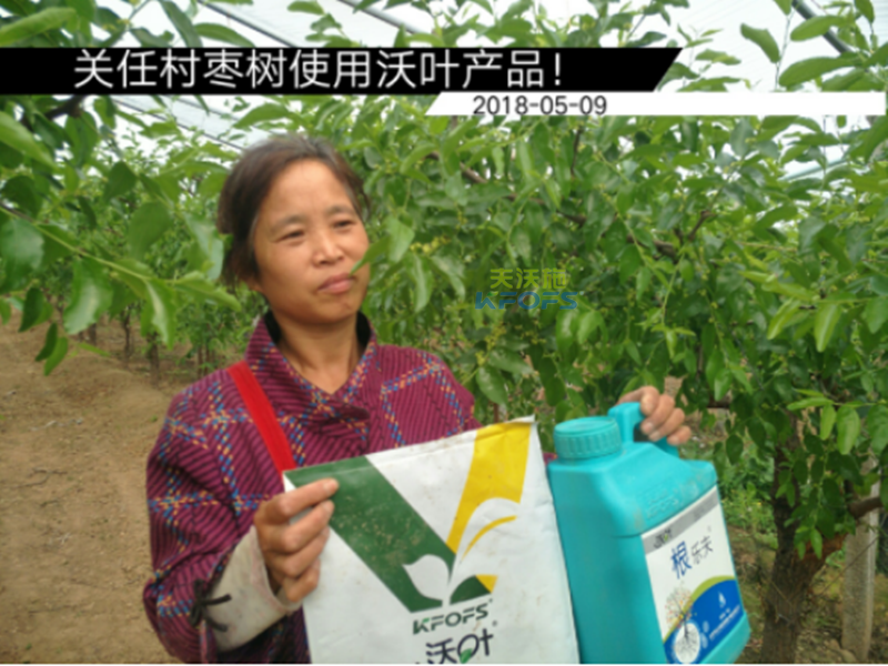 水溶肥在果樹(shù)上的施用-沃葉果樹(shù).png