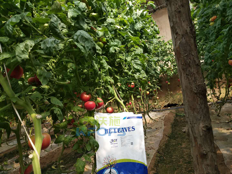 生物菌肥哪家好？