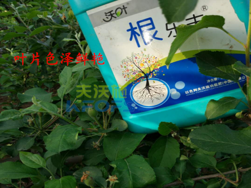 進(jìn)口沖施肥哪家好？